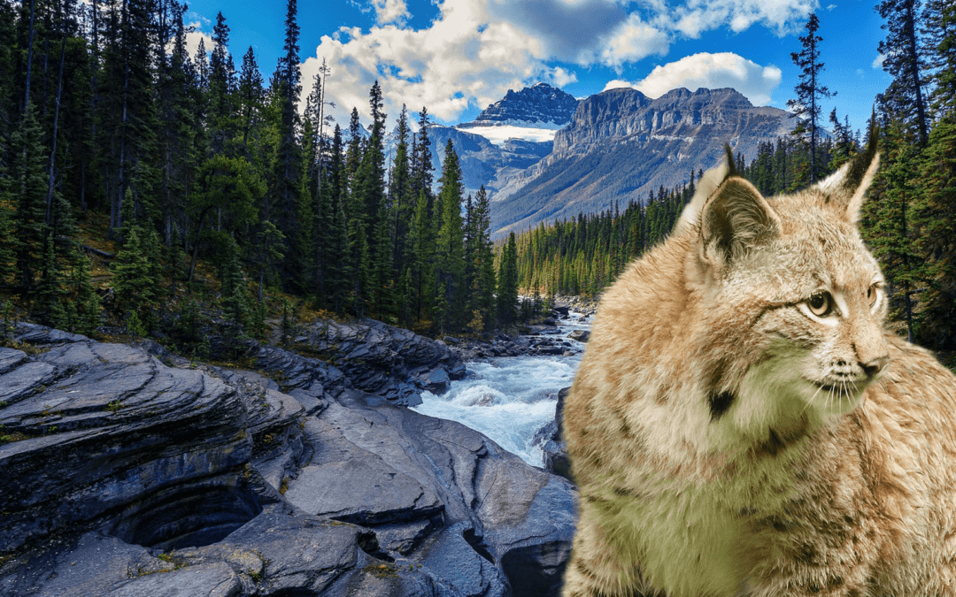 5 Tiere die in Kanada leben – Das musst Du wissen!